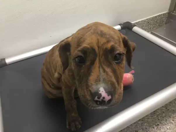 Packed PACC Looking for Adopters at PetSmart National Adoption Weekend