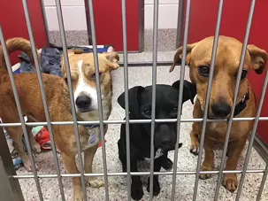 Packed PACC Looking for Adopters at PetSmart National Adoption Weekend