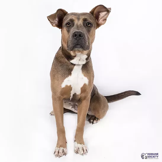 Caddy Needs a Home
