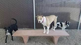 Dogs’ Adoption Fees Cut in Half: PACC Celebrating National Dog Week