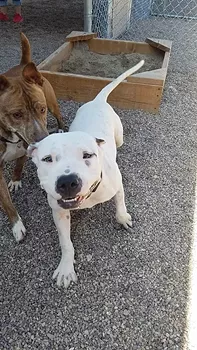 Dogs’ Adoption Fees Cut in Half: PACC Celebrating National Dog Week