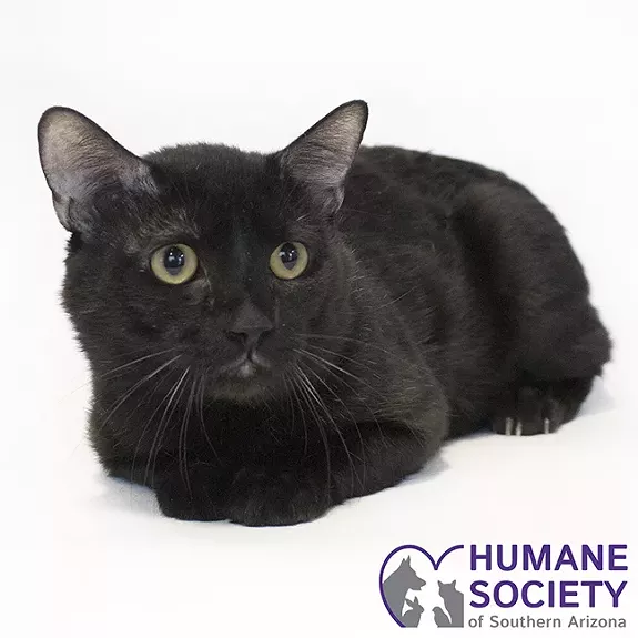 Gaston Needs A Home