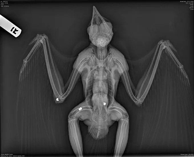 Game and Fish: Five Birds, Two Javelina, Illegally Shot in December by Pellet, BB Guns