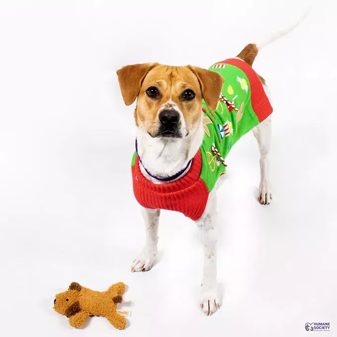Adoptable Pet: Tipsy Needs a Home