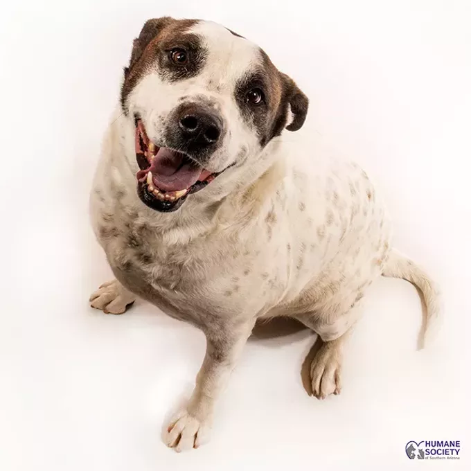 Adoptable Pet: Wyatt Needs a Home