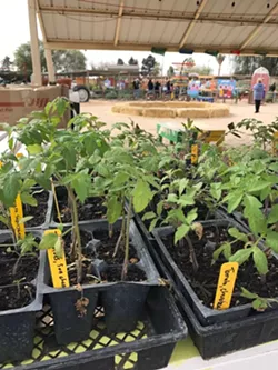 25 Great Things to Do in Tucson This Weekend: March 8 to 10