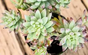 19 Great Things to Do in Tucson This Weekend: March 22 to 24