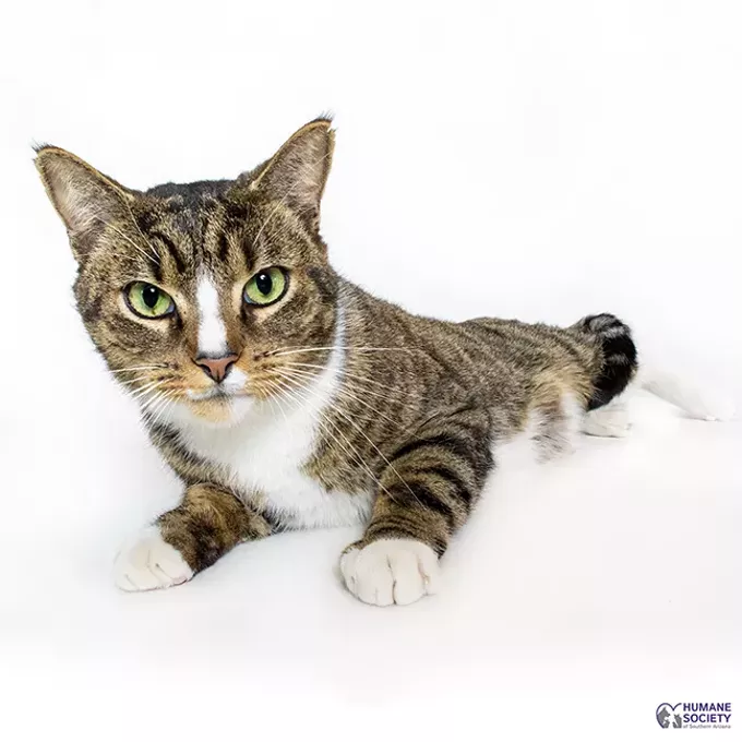 Adoptable Pet: Vincent Needs A Home