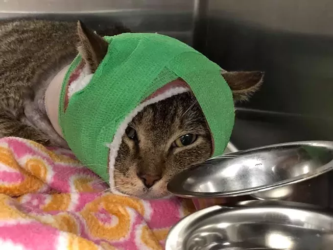 Pima Animal Care Center in Need of Pet Foster Parents