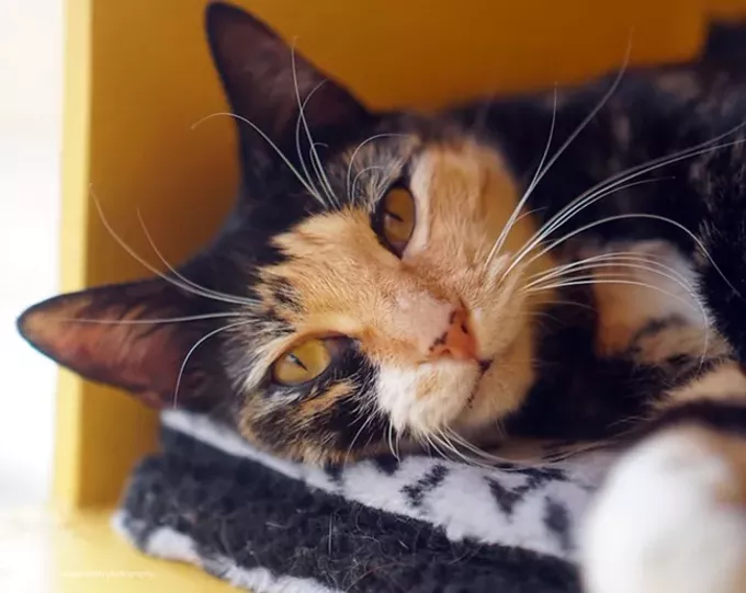 25 Great Things to Do in Tucson This Weekend: May 3 to 5