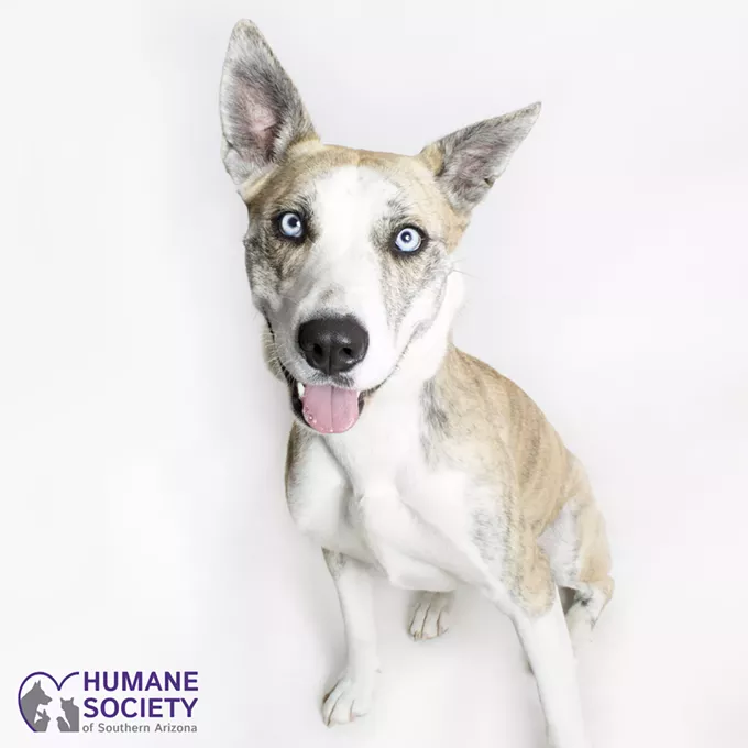 Adoptable Pet: Phoebe Needs A Home