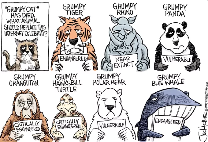 Afternoon Cartoon: Grumpy Cat