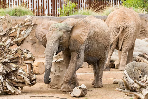 Celebrate Nandi the elephant&rsquo;s birthday this Sunday