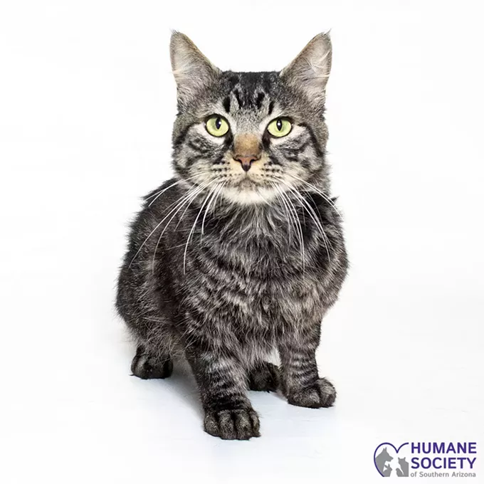 Adoptable Pet: Paulie Needs a Home