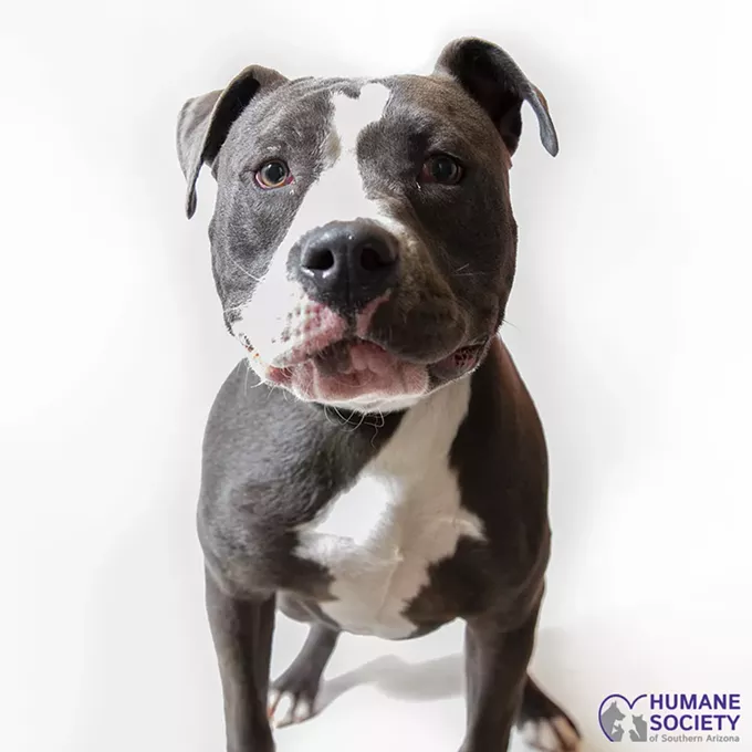 Adoptable Pets: Plugsly Needs a Home