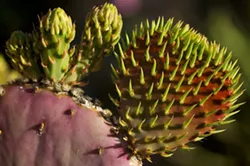 31 Things to Do This Weekend in Tucson