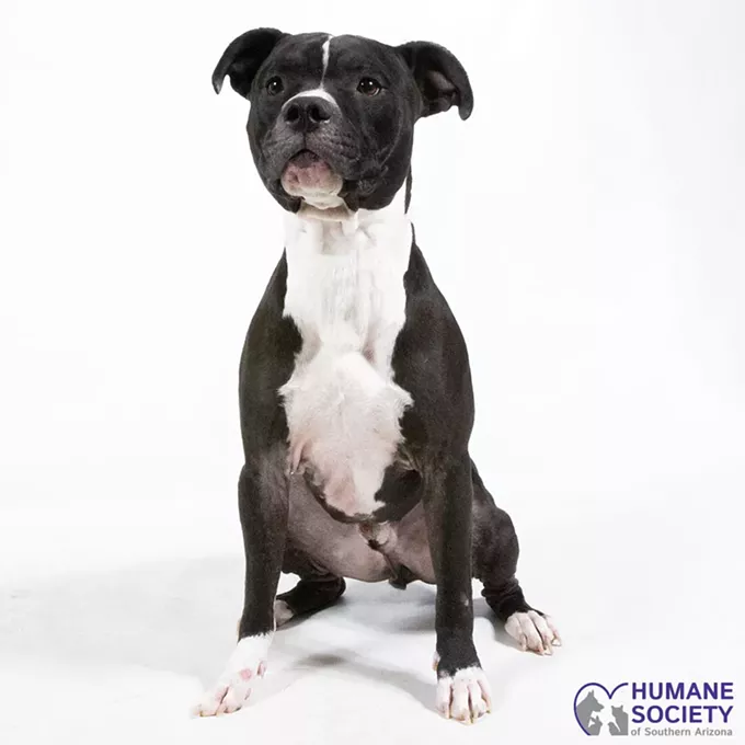 Adoptable Pets: Oscar Needs a Home