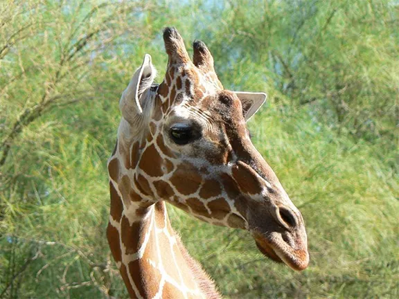 Reid Park Zoo Giraffe Elinor Developed Cancer