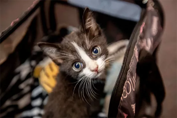 Mega Adoption Event This Weekend