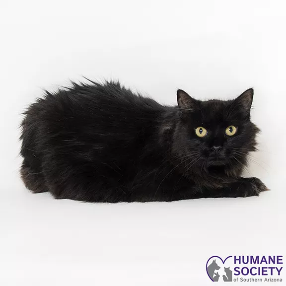 Adoptable Pets: Roy Needs a Home