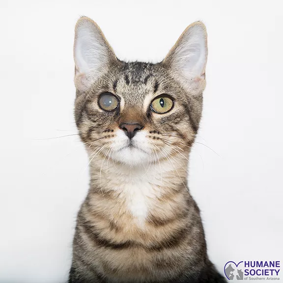 Adoptable Pet: Kaito Needs a Home