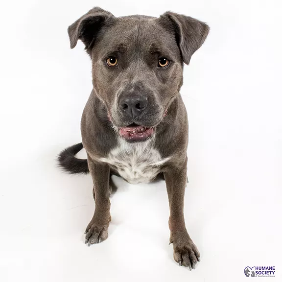 Adoptable Pets: Monty Needs a Home