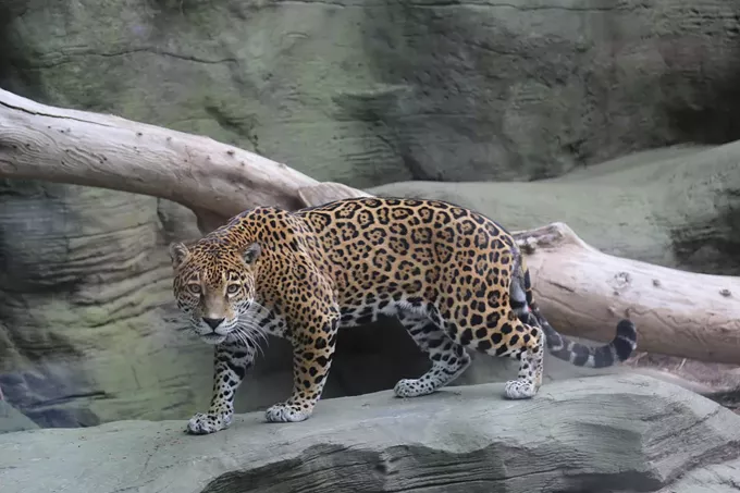 Reid Park Zoo welcomes Bella the jaguar