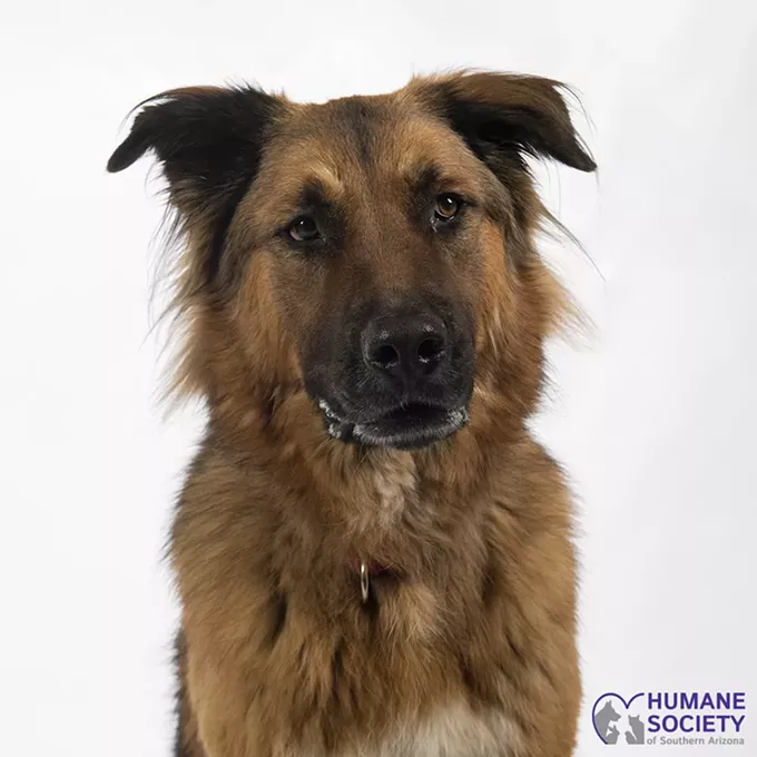 Adoptable Pets: Max Needs a Home