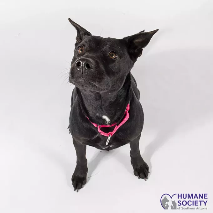 Adoptable Pets: Athena Needs a Home