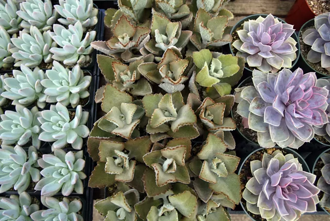 Find the perfect plant at Tohono Chul&rsquo;s spring sale next weekend
