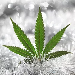 520 Cannabis