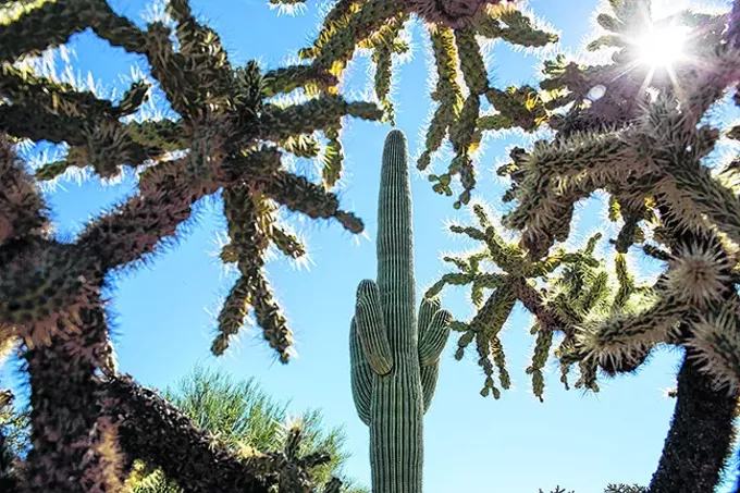 It's Really Hot Outside So If You Go Hiking at Saguaro National Park, Go Early in Morning So You Won't Have To Be Rescued