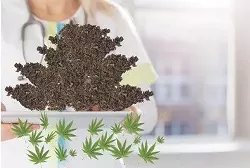 Dry Run: State-Mandated Weed Testing Coming in Fits and Starts