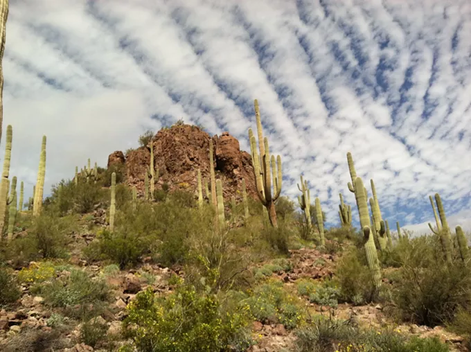 The Daily Saguaro: Monday 3/22/2021