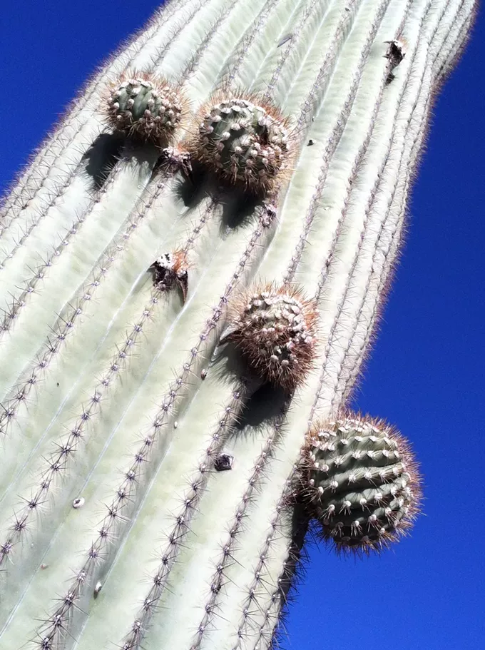 The Daily Saguaro: Sunday, 3/21