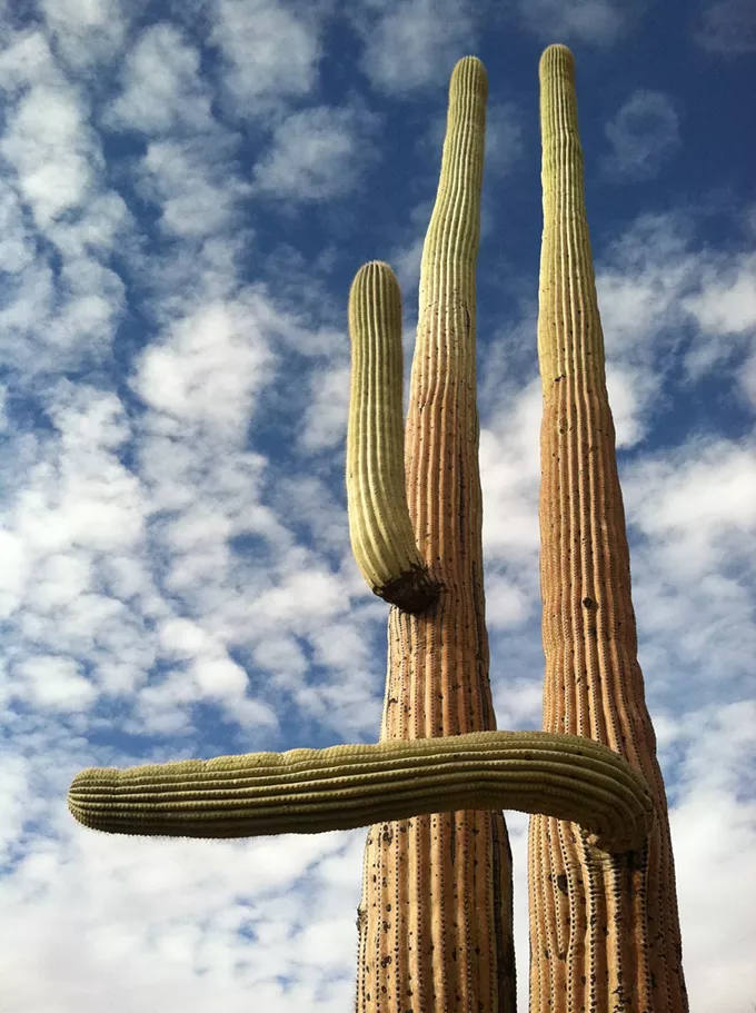 The Daily Saguaro: Saturday, 3/20/21