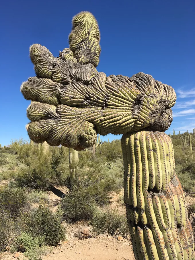 The Daily Saguaro, Thursday 3/25/21