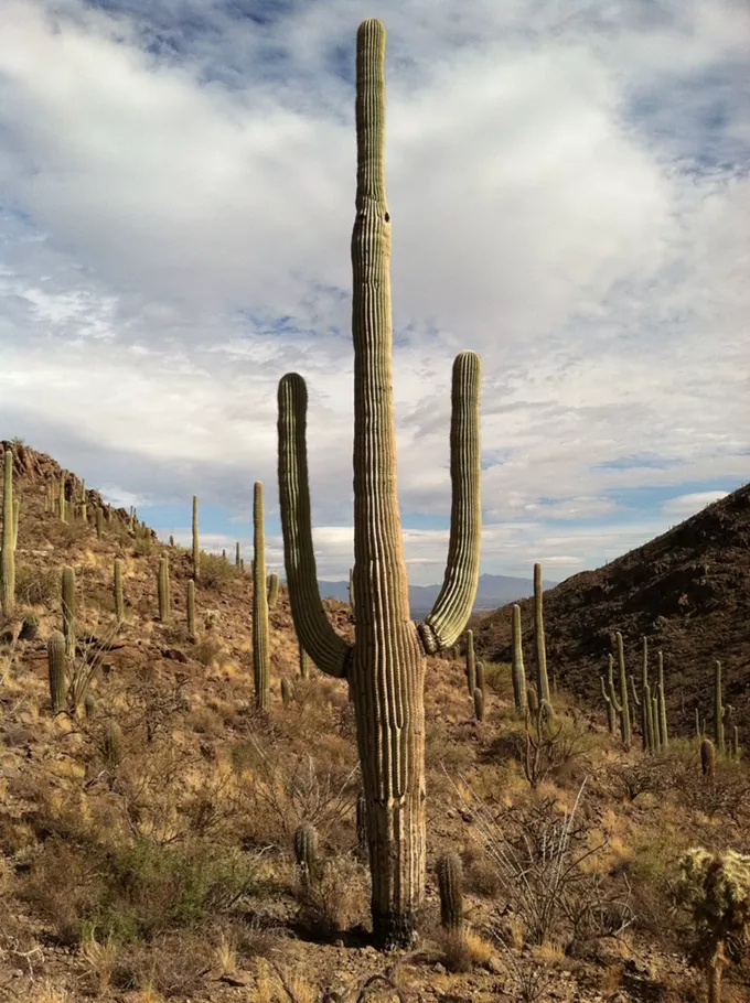 The Daily Saguaro, Monday 3/29/21