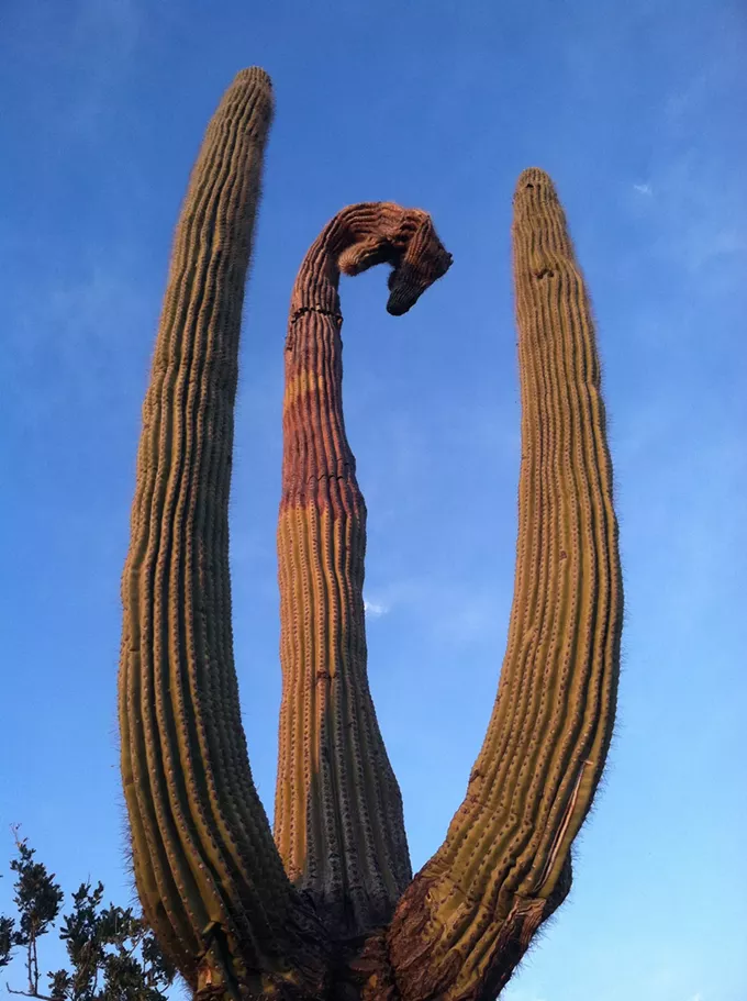 The Daily Saguaro, Tuesday, 3/30/21