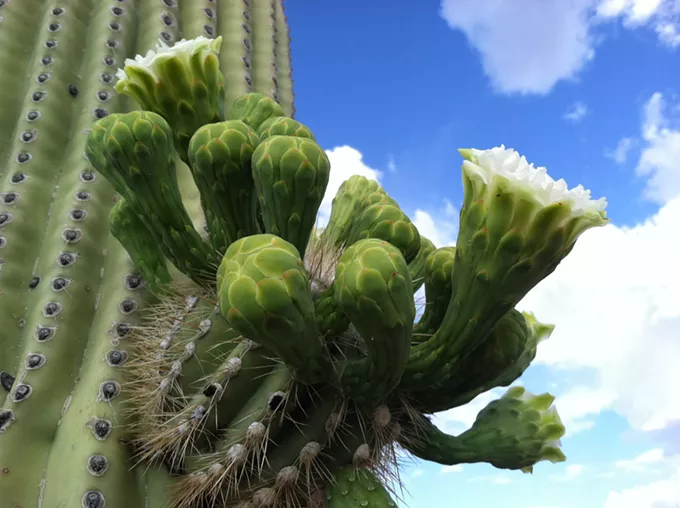 The Daily Saguaro, Thursday 4/1/21
