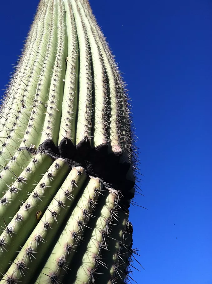 The Daily Saguaro, Saturday 4/3/21