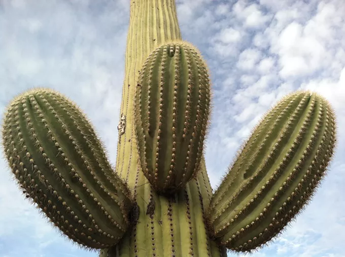 The Daily Saguaro, Monday 4/5/21