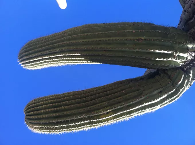 The Daily Saguaro, Wednesday, 4/7/21