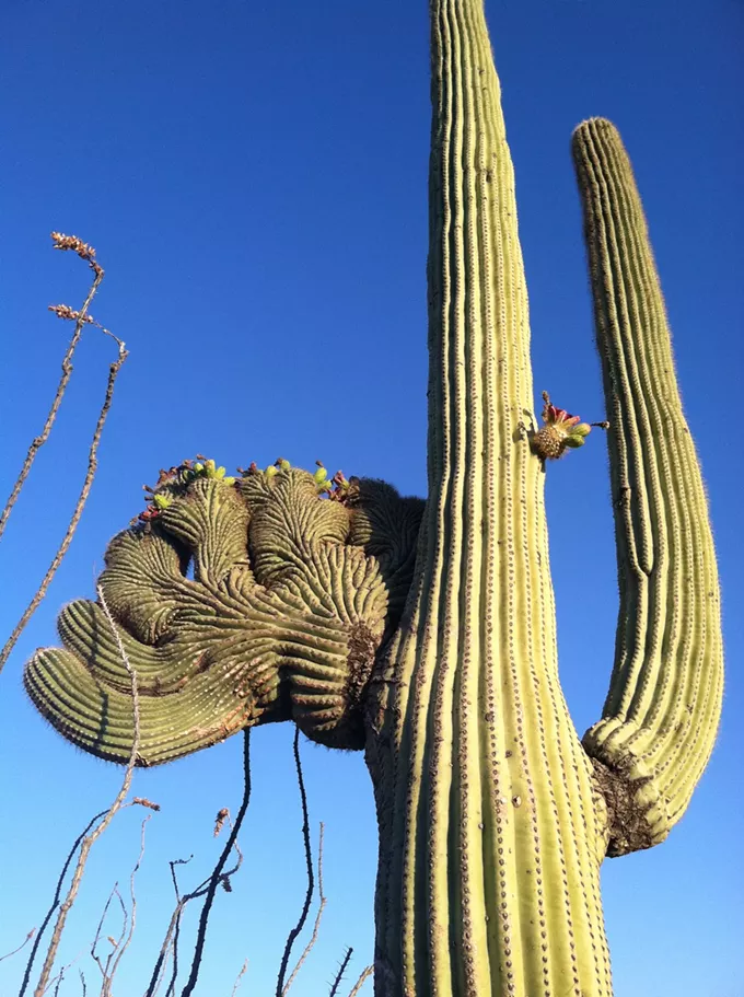 The Daily Saguaro, Friday, 4/9/21