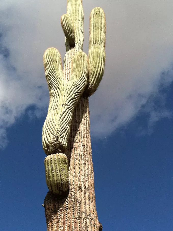 The Daily Saguaro, Saturday 4/10/21