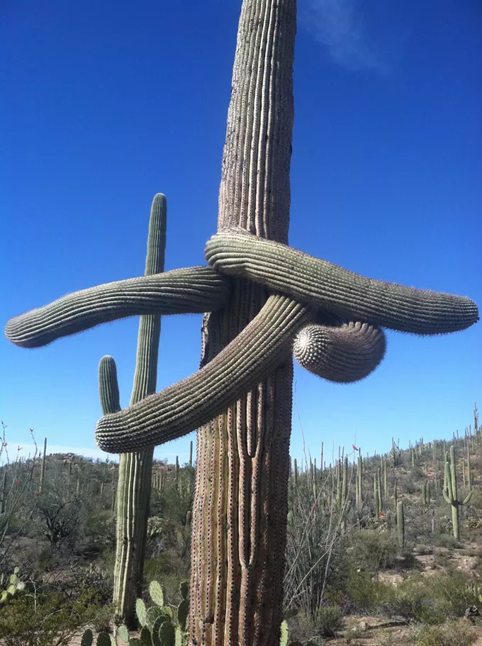 The Dail Saguaro, Sunday, 4/11/21