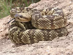Getting outside? Watch out for rattlesnakes