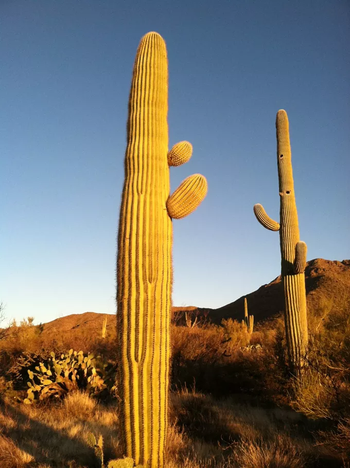 The Daily Saguaro, Tuesday 4/13/21
