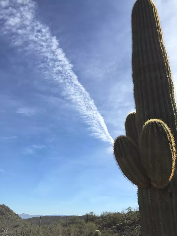 The Daily Saguaro, Thursday 4/15/21