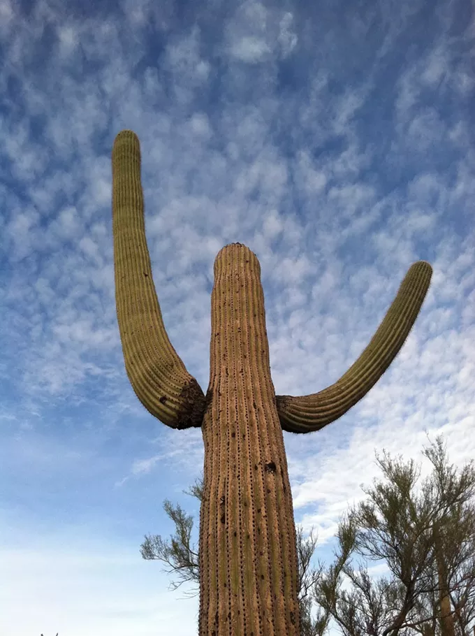 The Daily Saguaro, Monday, 4/19/21